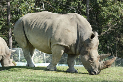 Rhino eats grass. profile portrait
