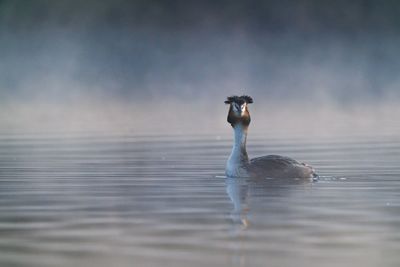 Full length of a duck swimming in lake