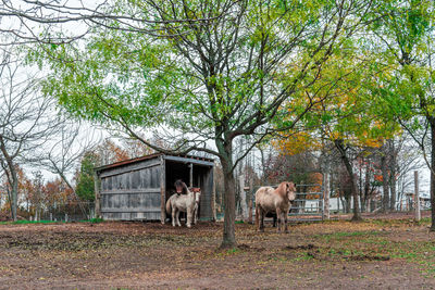 Horses on field