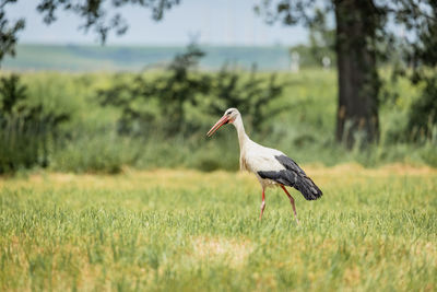 Side view of a bird on field