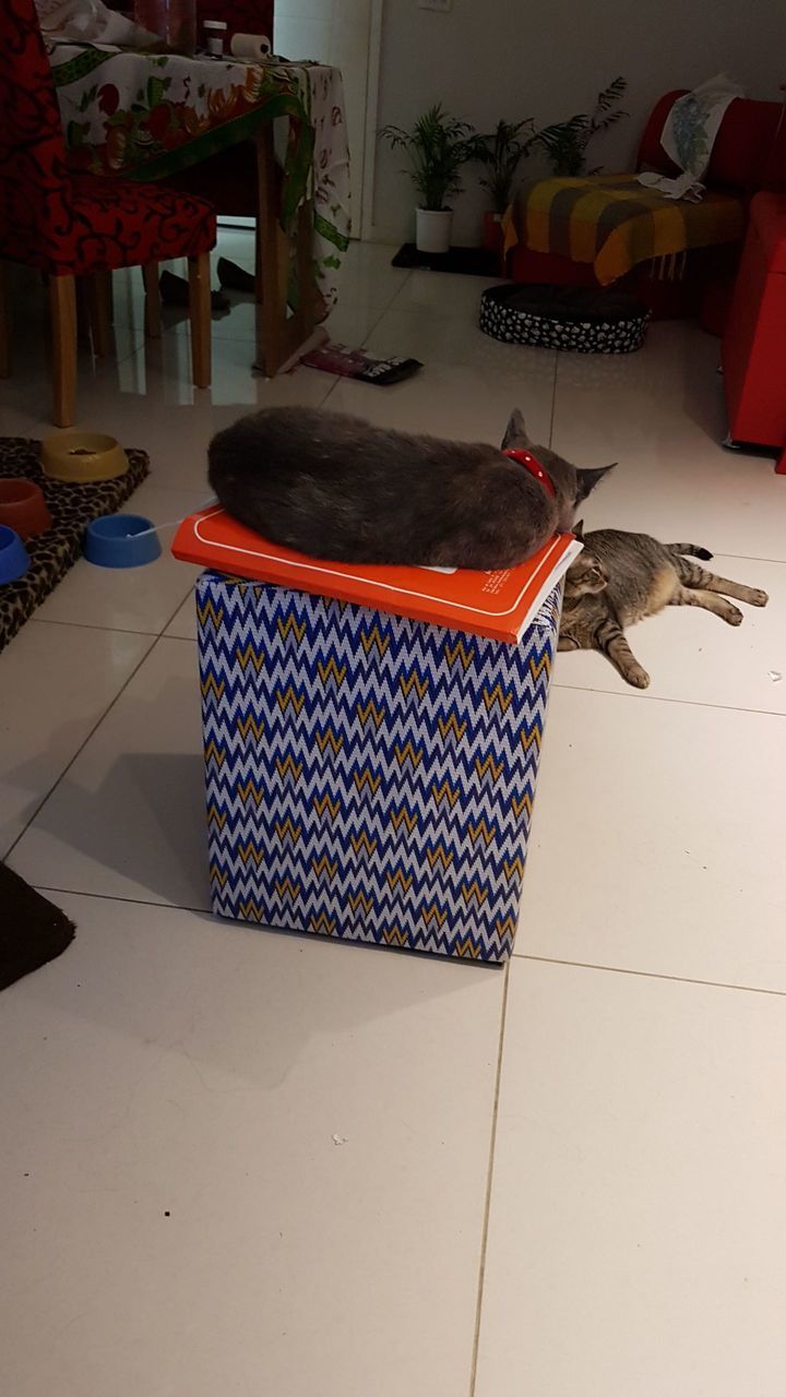 animal, domestic animals, pets, animal themes, domestic, one animal, mammal, vertebrate, indoors, flooring, no people, home interior, canine, dog, feline, cat, domestic cat, tiled floor, domestic room, high angle view, animal head