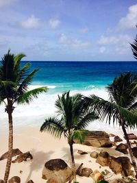 Palm trees on beach