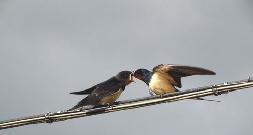 Low angle view of birds perching on cable