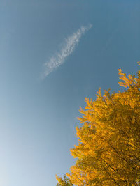 Low angle view of tree against sky