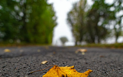 Close-up of autumn leaves on road