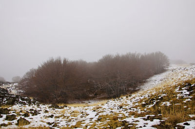 Trees on snow covered field against sky