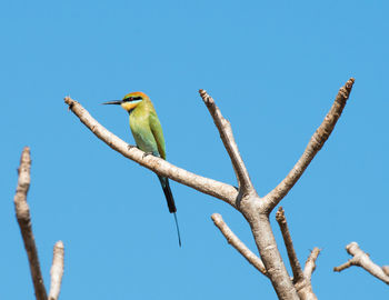 Low angle view of bird perching on branch against blue sky