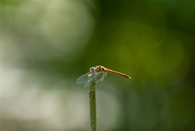 A pin sharp dragonfly on a blade of grass in front of  blurred green background