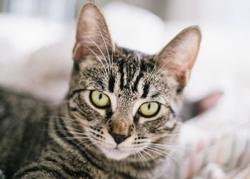 Close-up portrait of cat at home