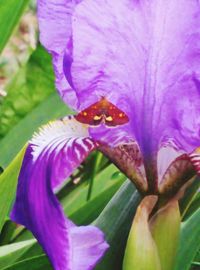 Close-up of butterfly pollinating flower