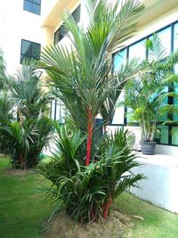 Close-up of palm tree