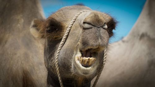 Close-up of a horse