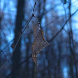 Close-up of dried leaves on branch