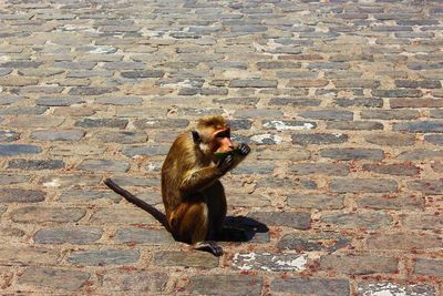 High angle view of sitting eating outdoors