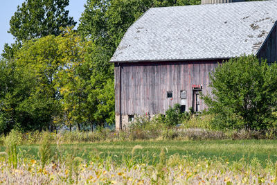 Plants growing on field by building