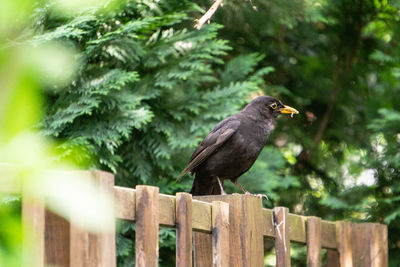 Bird perching on wooden post