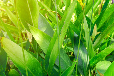 High angle view of plant growing on field