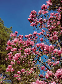 Low angle view of cherry blossom