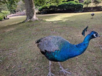High angle view of peacock on field