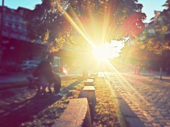 Sun shining through trees