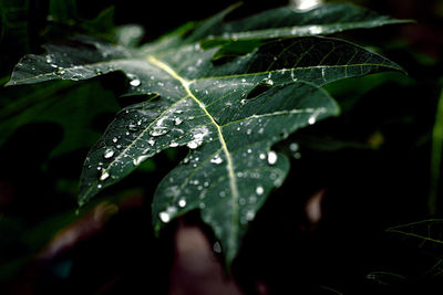 Close-up of raindrops on leaves