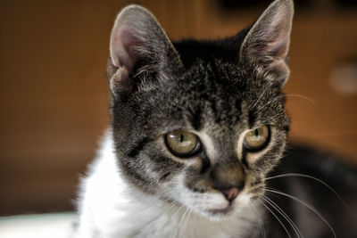 Close-up portrait of cat