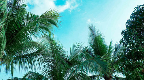 Low angle view of palm trees against blue sky