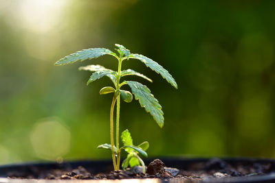 Close-up of plant growing outdoors