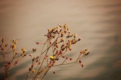 Close-up of flowering plant against sky