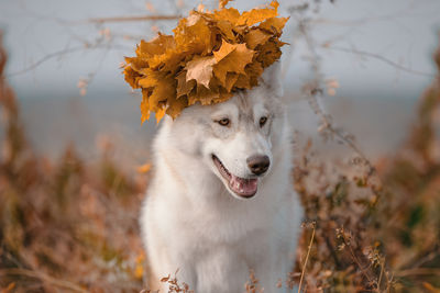 Close-up of dog on field