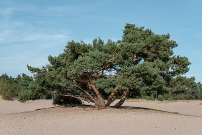 Background image of a huge pine tree in a sand dune.