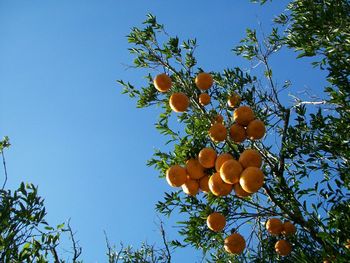 Low angle view of fruits on tree against blue sky