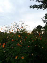 Flowers blooming on field against sky