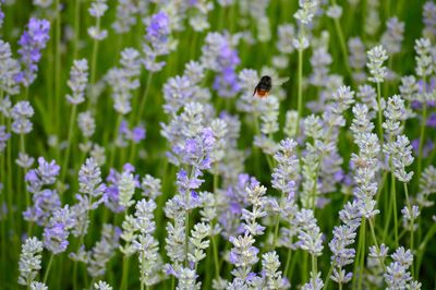 Close-up of bee pollinating on lavender