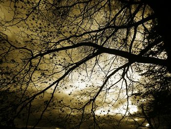 Low angle view of bare trees against sky