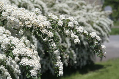 Close-up of white flowering plant in park
