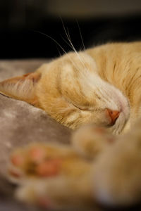 Close-up of cat sleeping