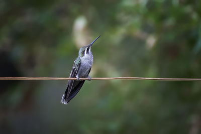 Close-up of bird perching on cable