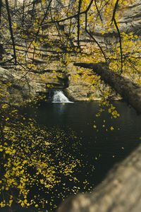 Trees growing by lake in forest during autumn