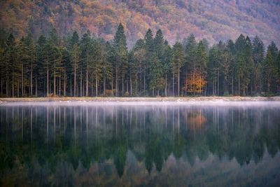 Scenic view of lake in forest during autumn