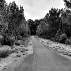 Road amidst trees against sky