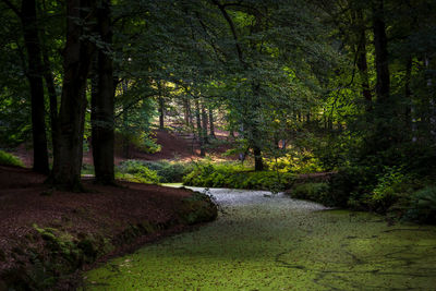 Scenic view of river in forest