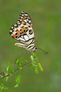 Close-up of butterfly pollinating flower