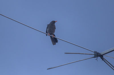 Low angle view of bird perching on cable