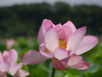 Close-up of pink flowers blooming outdoors