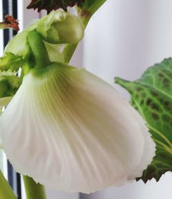 Close-up of flower