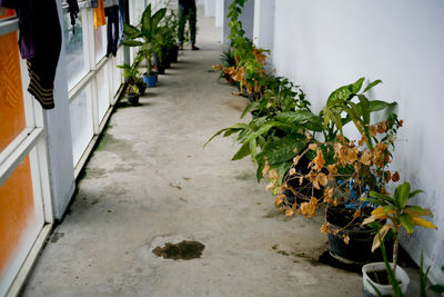 Potted plants on footpath by building