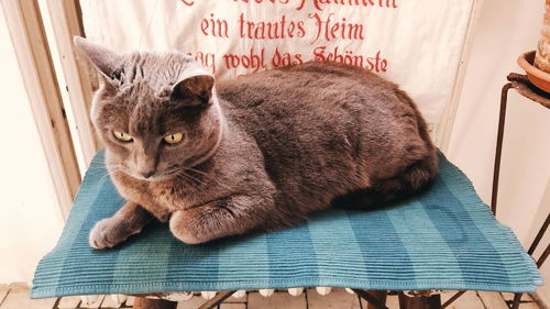 High angle view of cat resting on bed