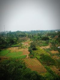 Scenic view of agricultural field against clear sky