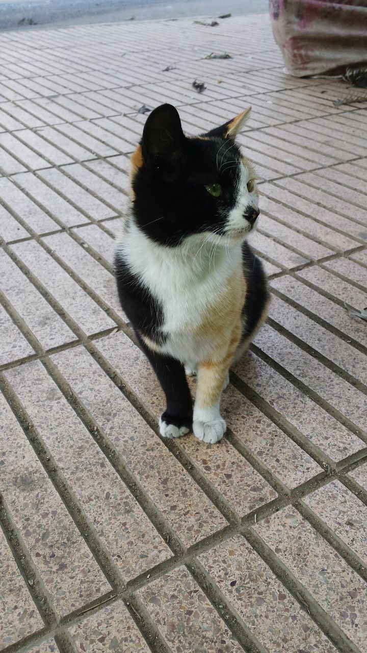 CLOSE-UP OF BLACK CAT SITTING ON FLOOR